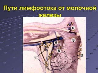 ППууттии ллииммффооооттооккаа оотт ммооллооччнноойй 
жжееллееззыы 
 
