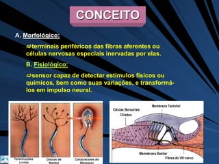 Grendene 
CONCEITO 
A. Morfológico: 
terminais periféricos das fibras aferentes ou 
células nervosas especiais inervadas por elas. 
B. Fisiológico: 
sensor capaz de detectar estímulos físicos ou 
químicos, bem como suas variações, e transformá-los 
em impulso neural. 
 