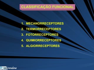Grendene 
CLASSIFICAÇÃO FUNCIONAL 
1. MECANORRECEPTORES 
2. TERMORRECEPTORES 
3. FOTORRECEPTORES 
4. QUIMIORRECEPTORES 
5. ALGIORRECEPTORES 
 