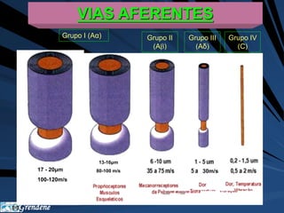 Grendene 
VIAS AFERENTES 
Grupo I (Aα) 
13-16μm 
80-100 m/s 
Grupo II 
(A) 
Grupo III 
(Aδ) 
Grupo IV 
(C) 
17 - 20μm 
100-120m/s 
30m/s 
 