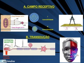 POTENCIAL 
RECEPTOR 
Grendene 
A. CAMPO RECEPTIVO 
X 
X X X 
X X X X 
X x X 
X X 
X 
XXXX 
XXXXXX 
XXXXXX 
XXX 
I 
sensibilidade 
II 
sensibilidade 
B. TRANSDUÇÃO 
Estimulo 
sensorial 
 