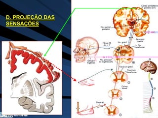 D. PROJEÇÃO DAS 
SENSAÇÕES 
Grendene 
 