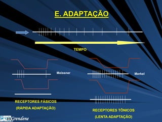 Grendene 
E. ADAPTAÇÃO 
TEMPO 
Meissner Merkel 
RECEPTORES FÁSICOS 
(RÁPIDA ADAPTAÇÃO) 
RECEPTORES TÔNICOS 
(LENTA ADAPTAÇÃO) 
 