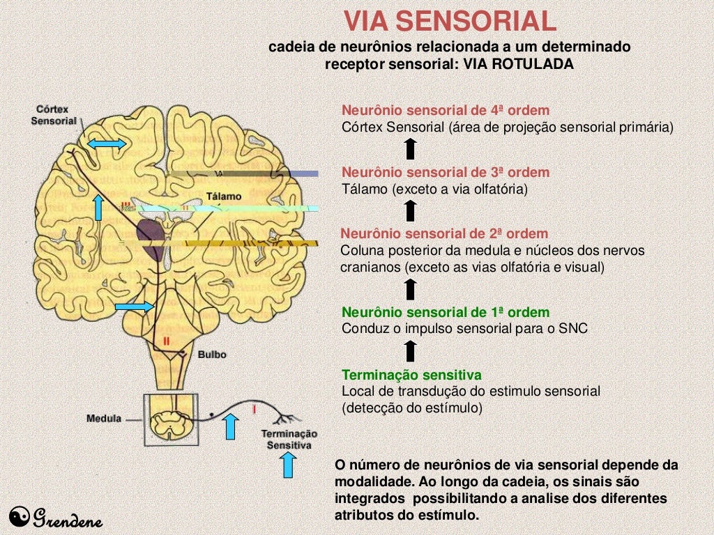 7. Funções sensoriais