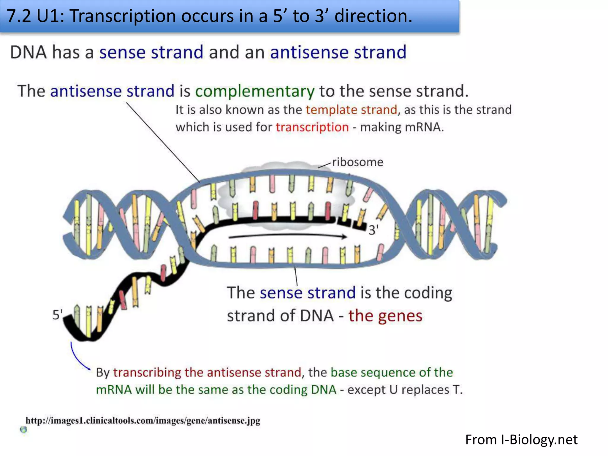7.2 transcription & gene expression slideshare | PPTX