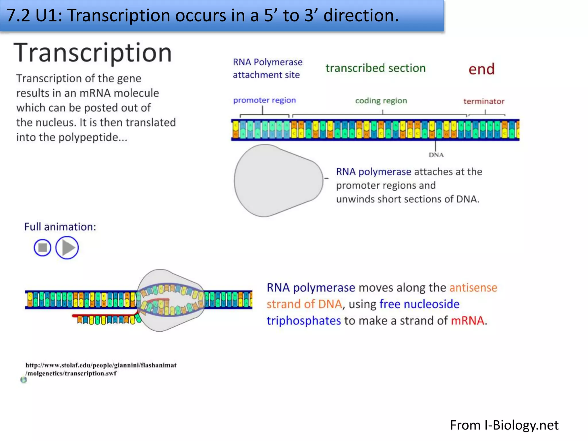 7.2 transcription & gene expression slideshare | PPTX