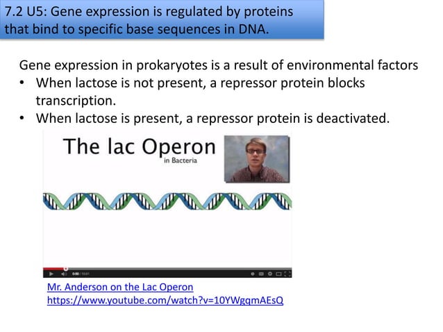 7.2 transcription & gene expression slideshare | PPTX