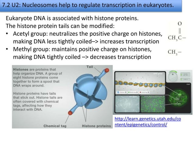 7.2 transcription & gene expression slideshare | PPTX