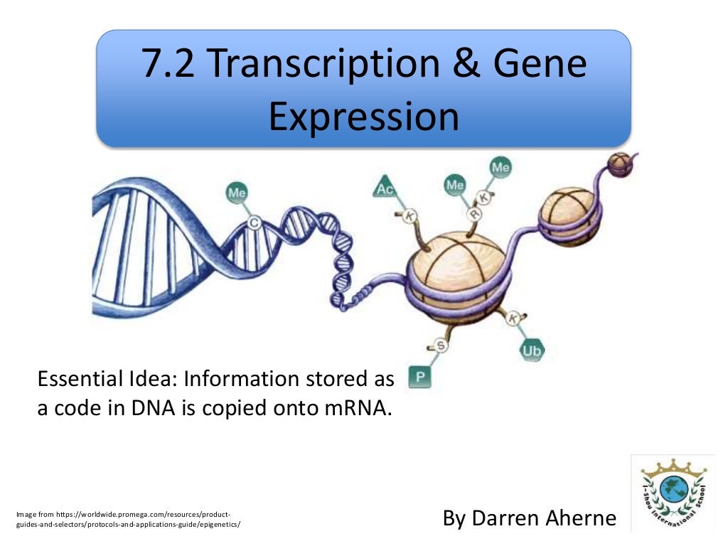 7.2 transcription & gene expression slideshare
