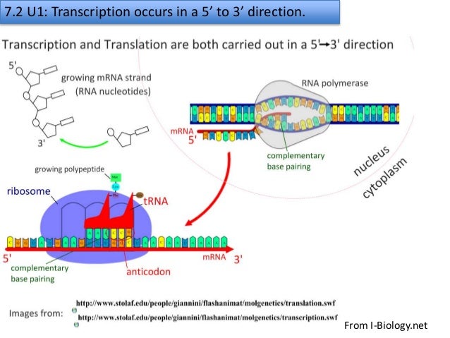 7.2 transcription & gene expression slideshare