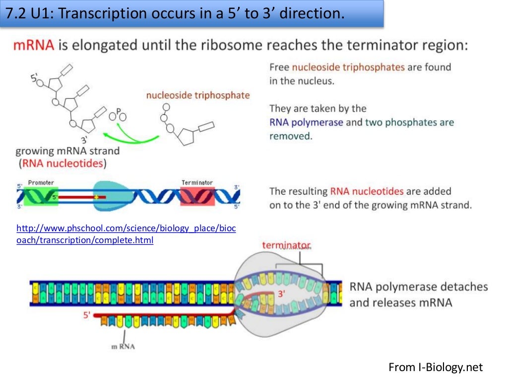 7.2 transcription & gene expression slideshare