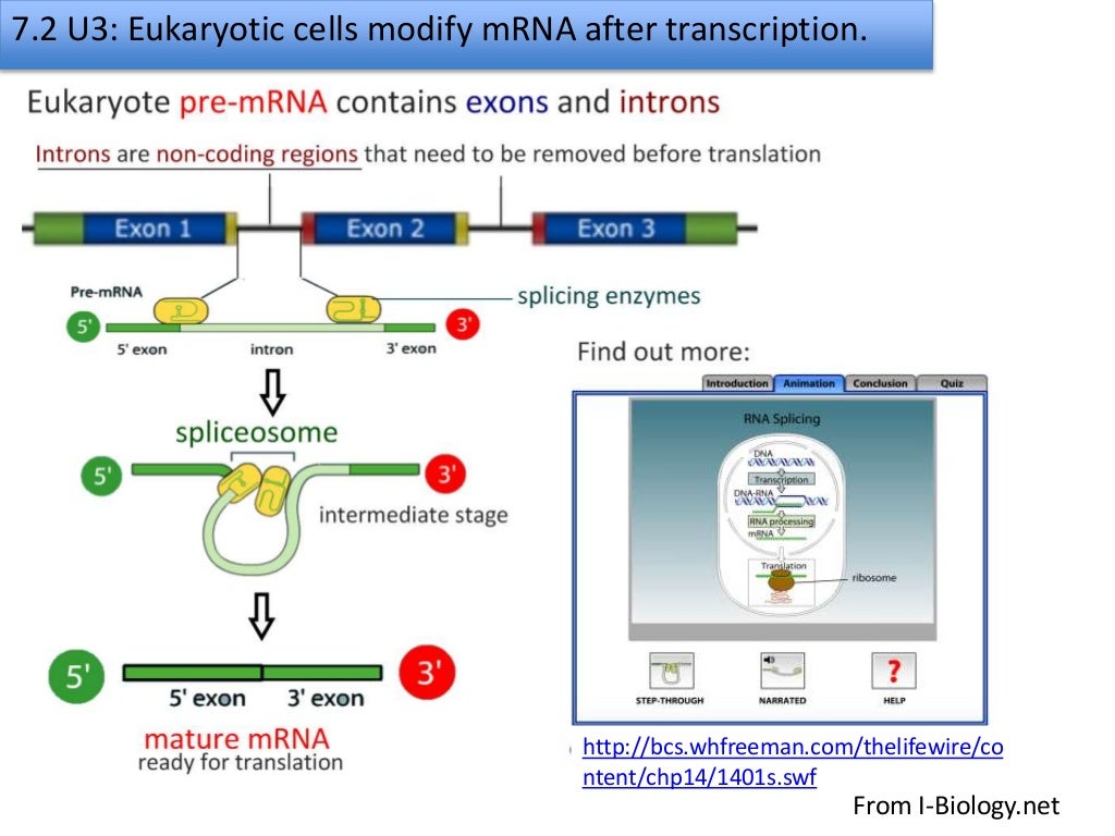 7.2 transcription & gene expression slideshare