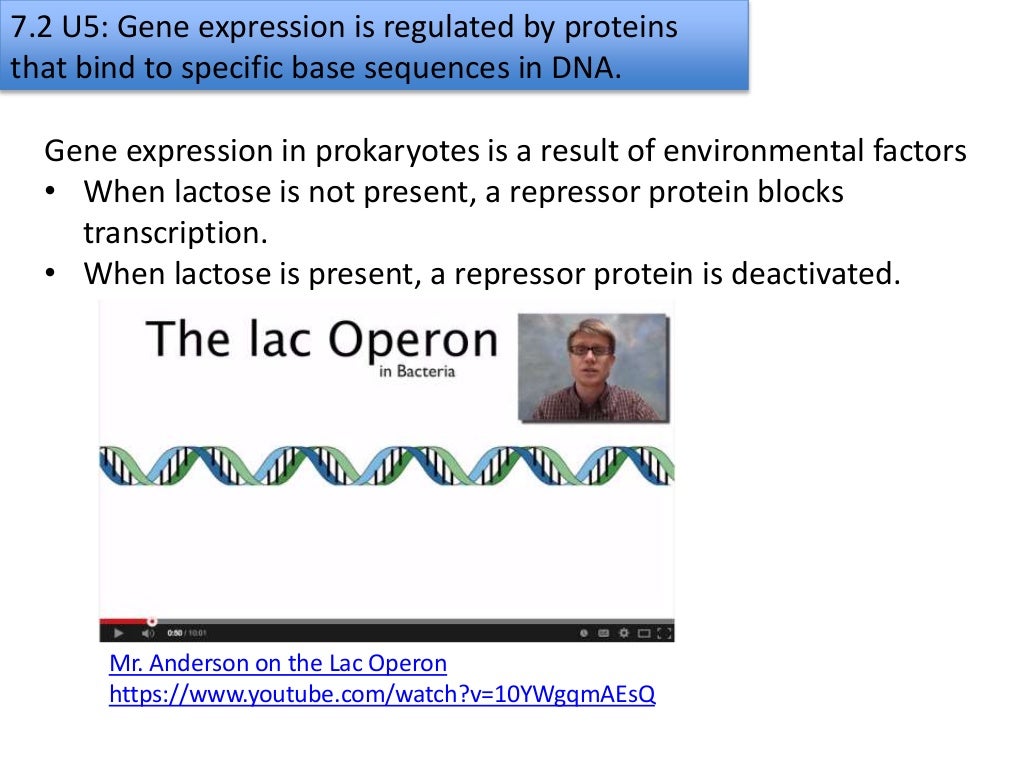 7.2 transcription & gene expression slideshare