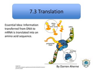 7.3 Translation 
Essential Idea: Information 
transferred from DNA to 
mRNA is translated into an 
amino acid sequence. 
By Darren Aherne Image from 
http://www.nobelprize.org/educational/medicine/dna/b/translation/ 
pics/trans_bd.gif 
 