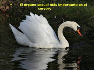  *       El órgano sexual más importante es el 
cerebro.     
 