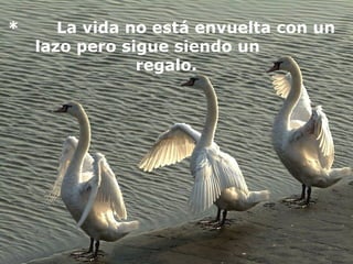 *       La vida no está envuelta con un 
lazo pero sigue siendo un         
regalo.  
 
