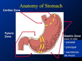 Anatomy of Stomach
Cardiac Zone
Gastric Zone
types of cells:
•parietal
•chief
•mucus
•endocrine
•enterochromaffin
Pyloric
Zone
• parietal
• principal
• secretoras
de muco
 