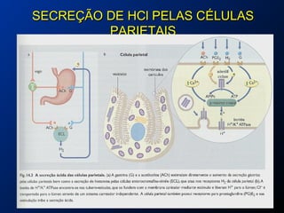 SECREÇÃO DE HCl PELAS CÉLULASSECREÇÃO DE HCl PELAS CÉLULAS
PARIETAISPARIETAIS
 