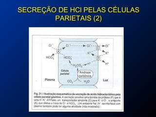 SECREÇÃO DE HCl PELAS CÉLULASSECREÇÃO DE HCl PELAS CÉLULAS
PARIETAIS (2)PARIETAIS (2)
 