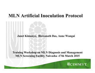 MLN Artificial Inoculation Protocol
Janet Kimunye, Biswanath Das, Anne Wangai
Training Workshop on MLN Diagnosis and Management
MLN Screening Facility Naivasha -17th March 2015
 