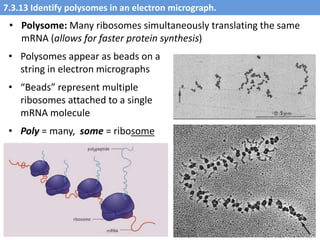 IB Biology 7.2-7.3 Slides: AHL Transcription & Translation | PPTX