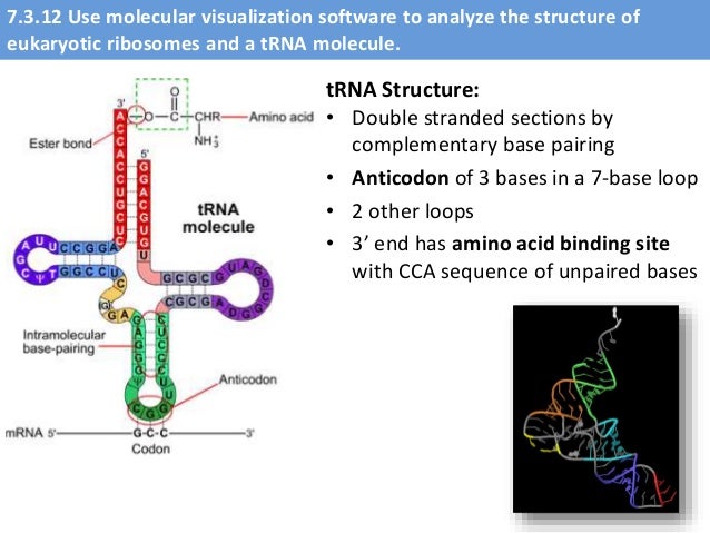 Ribosomes Structure And Functions Alevel Biology Ribosome Definition