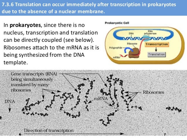 Ib Biology 7 2 7 3 Slides Ahl Transcription Translation