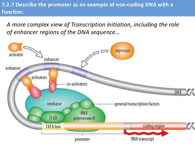 transcription biology