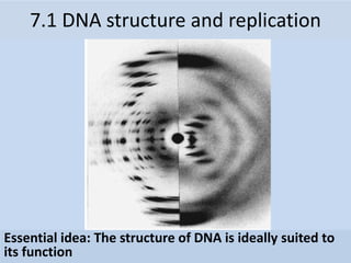 Essential idea: The structure of DNA is ideally suited to
its function
7.1 DNA structure and replication
 