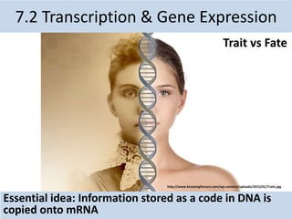 Essential idea: Information stored as a code in DNA is
copied onto mRNA
7.2 Transcription & Gene Expression
http://www.knowingforsure.com/wp-content/uploads/2015/01/Traits.jpg
Trait vs Fate
 