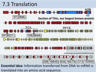 Essential idea: Information transferred from DNA to mRNA is
translated into an amino acid sequence.
7.3 Translation
Section of Titin, our largest known protein
http://circ.ahajournals.org/content/124/8/876/F2.large.jpg
 