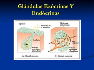Glándulas Exócrinas Y
Endócrinas
 