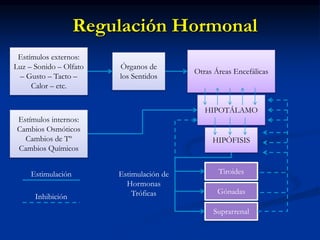 Regulación Hormonal
HIPOTÁLAMO
HIPÓFISIS
Tiroides
Gónadas
Suprarrenal
Estímulos internos:
Cambios Osmóticos
Cambios de Tº
Cambios Químicos
Estímulos externos:
Luz – Sonido – Olfato
– Gusto – Tacto –
Calor – etc.
Otras Áreas Encefálicas
Órganos de
los Sentidos
Estimulación de
Hormonas
Tróficas
Estimulación
Inhibición
 