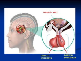 HIPOTÁLAMO
LÓBULO
ANTERIOR
LÓBULO
POSTERIOR
HIPÓFISIS
 