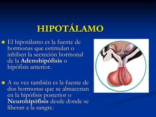 HIPOTÁLAMO
 El hipotálamo es la fuente de
hormonas que estimulan o
inhiben la secreción hormonal
de la Adenohipófisis o
hipófisis anterior.
 A su vez también es la fuente de
dos hormonas que se almacenan
en la hipófisis posterior o
Neurohipófisis desde donde se
liberan a la sangre.
 