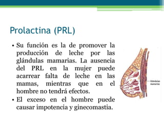 Prolactina (PRL)
• Su función es la de promover la
producción de leche por las
glándulas mamarias. La ausencia
del PRL en la mujer puede
acarrear falta de leche en las
mamas, mientras que en el
hombre no tendrá efectos.
• El exceso en el hombre puede
causar impotencia y ginecomastia.
 