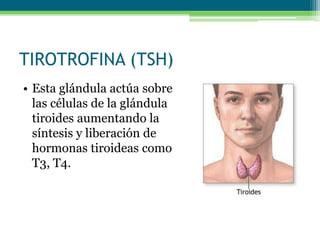 TIROTROFINA (TSH)
• Esta glándula actúa sobre
las células de la glándula
tiroides aumentando la
síntesis y liberación de
hormonas tiroideas como
T3, T4.
 