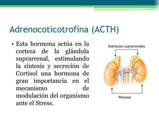 Adrenocoticotrofina (ACTH)
• Esta hormona actúa en la
corteza de la glándula
suprarrenal, estimulando
la síntesis y secreción de
Cortisol una hormona de
gran importancia en el
mecanismo de
modulación del organismo
ante el Stress.
 