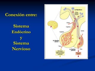 Conexión entre:
Sistema
Endócrino
y
Sistema
Nervioso
 