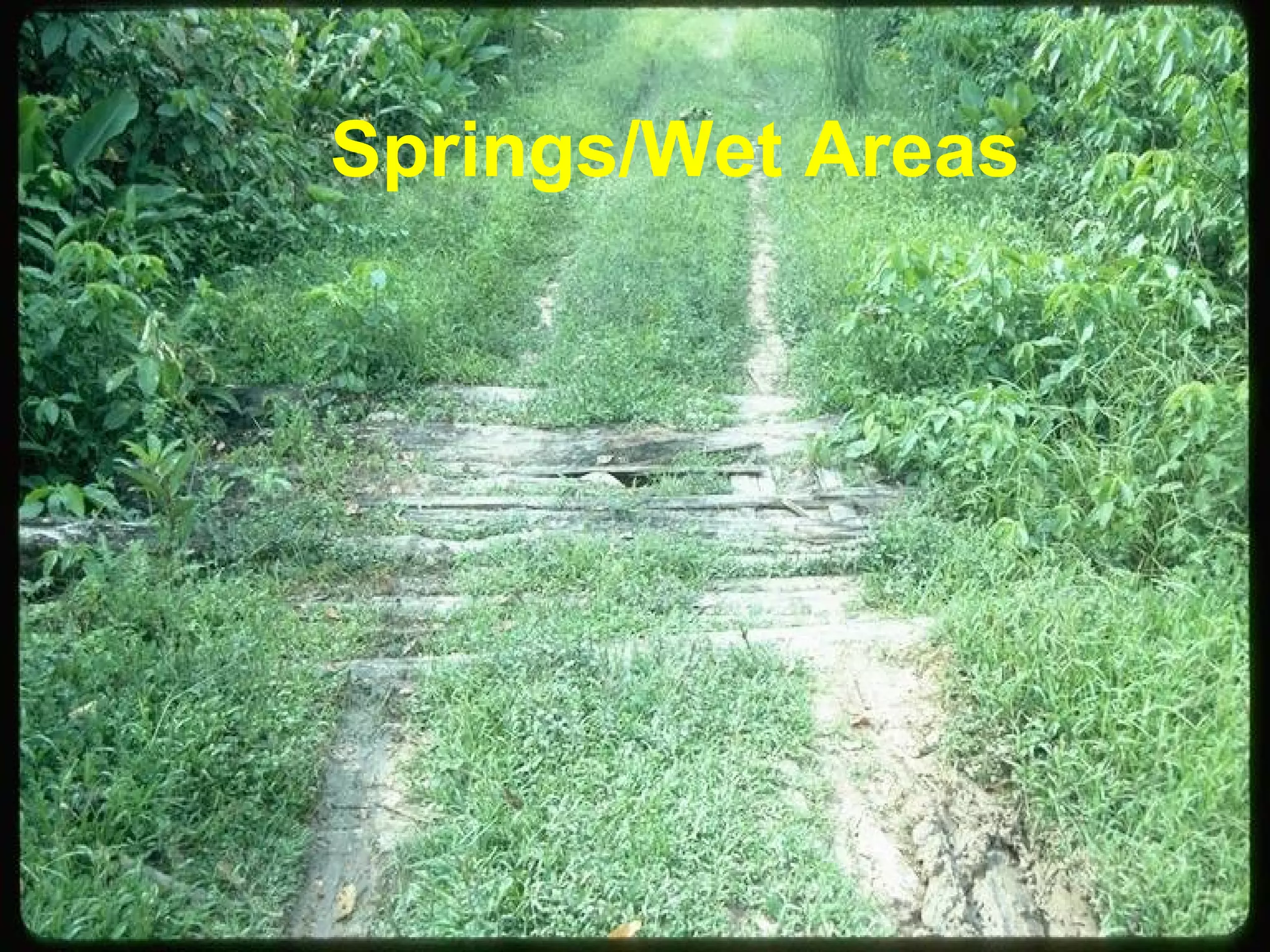 Springs/Wet Areas