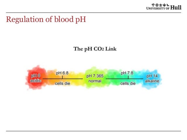 Image Result For Order In Which Air Passes Through The Respiratory System