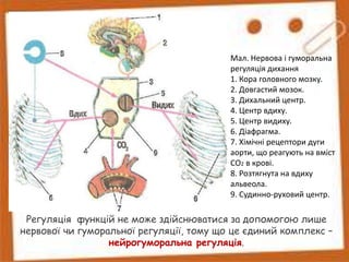 Регуляція функцій не може здійснюватися за допомогою лише
нервової чи гуморальної регуляції, тому що це єдиний комплекс –
нейрогуморальна регуляція.
Мал. Нервова і гуморальна
регуляція дихання
1. Кора головного мозку.
2. Довгастий мозок.
3. Дихальний центр.
4. Центр вдиху.
5. Центр видиху.
6. Діафрагма.
7. Хімічні рецептори дуги
аорти, що реагують на вміст
СО2 в крові.
8. Розтягнута на вдиху
альвеола.
9. Судинно-руховий центр.
 