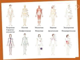 Регуляторні системи організму людини. Фізіологічні системи органів людини.