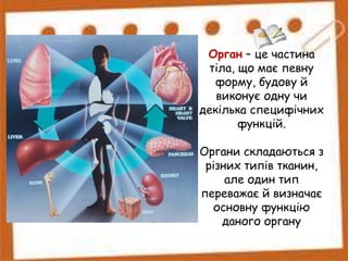 Орган – це частина
тіла, що має певну
форму, будову й
виконує одну чи
декілька специфічних
функцій.
Органи складаються з
різних типів тканин,
але один тип
переважає й визначає
основну функцію
даного органу
 