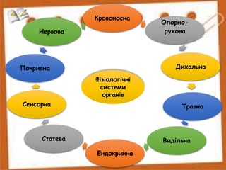 Кровоносна
Опорно-
рухова
Дихальна
Травна
Видільна
Ендокринна
Статева
Сенсорна
Покривна
Нервова
Фізіологічні
системи
органів
 