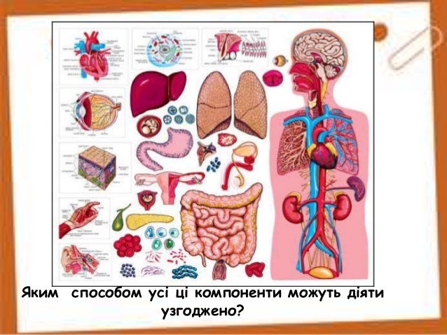Регуляторні системи організму людини. Фізіологічні системи органів лю…