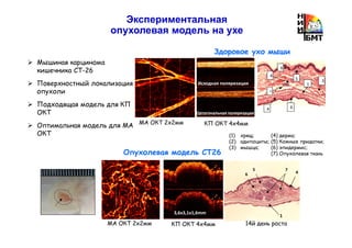 Экспериментальная
опухолевая модель на ухе
Мышиная карцинома
кишечника CT-26
Поверхностный локализация
опухоли
Подходящая модель для КП
ОКТ
Оптимальная модель для МА
ОКТ
Здоровое ухо мыши
2
4
5
6
1
3
4 6
Исходная поляризация
Ортогональная поляризация
КП OКT 4x4ммМА ОКТ 2x2мм
(1) хрящ;
(2) адипоциты;
(3) мышца;
(4) дерма;
(5) Кожные придатки;
(6) эпидермис;
(7) Опухолевая ткань
МА OКT 2x2мм
Опухолевая модель СТ26
4
75
6
1
14й день роста
3,6x3,1x1,6mm
КП OКT 4x4мм
 