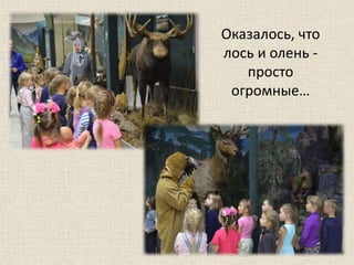 Оказалось, что
лось и олень -
просто
огромные…