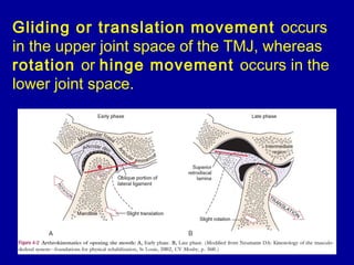 Gliding or translation movement occurs
in the upper joint space of the TMJ, whereas
rotation or hinge movement occurs in the
lower joint space.
 