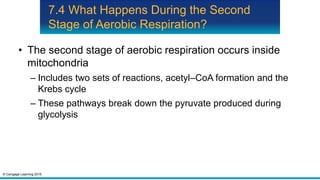 © Cengage Learning 2015
7.4 What Happens During the Second
Stage of Aerobic Respiration?
• The second stage of aerobic respiration occurs inside
mitochondria
– Includes two sets of reactions, acetyl–CoA formation and the
Krebs cycle
– These pathways break down the pyruvate produced during
glycolysis
 